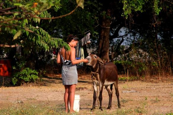 The coolest but grumpiest donkey...unless you have food!