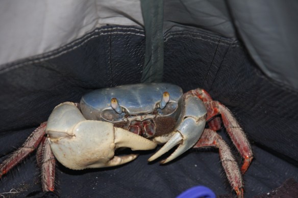 The aforementioned nightly tent visitor! 