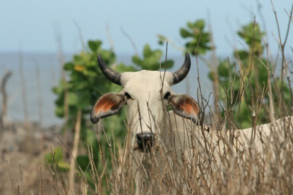 Surf El Salvador SaltyLips Nathan Bloemers