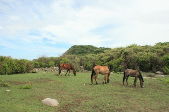 Surf El Salvador SaltyLips