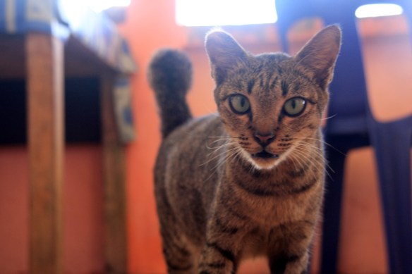 SaltyLips Indo Surf Rosary Walsh Salty Lips