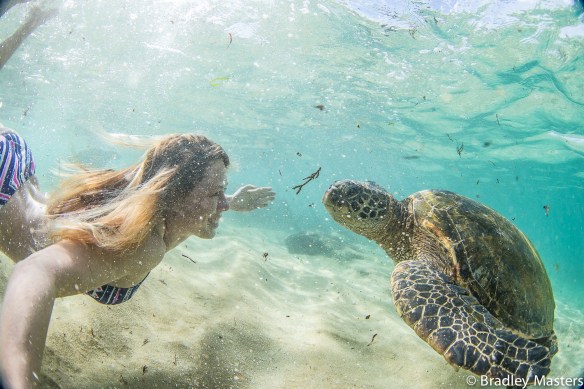 SaltyLips Womens Turtle Hawaii Alena Ehrenbold Surf Girls Indonesia Salty Lips