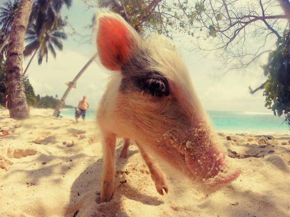 SaltyLips Womens Surf  Mentawai Indonesia Shannon Surf Girls Salty Lips